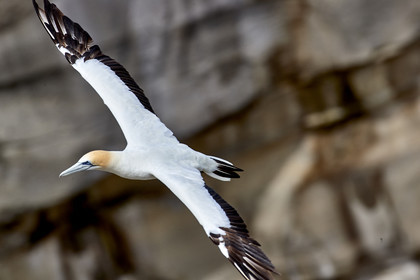 18_029168  ©ThMartinez Sea&Co.  MURIWAI BEACH - NORTH ISLAND. NEW ZEALAND . 11 March  2018. .Gannet ..