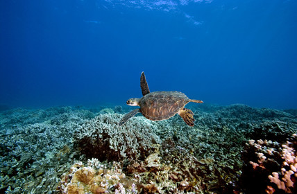 Diving in Maui HAWAII - USA . Jan 2007.