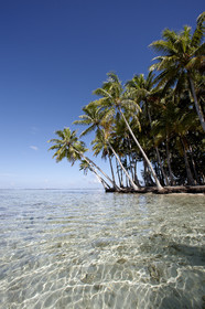 15_024828  ©ThMartinez Sea&Co.  RAIATEA - ILES SOUS LE VENT. POLYNESIE FRANCAISE .  2 Février 2015. ..MOTU dans le lagon de Raiatea.