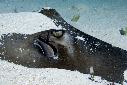 DIVING IN BAHAMAS- JAN 2007