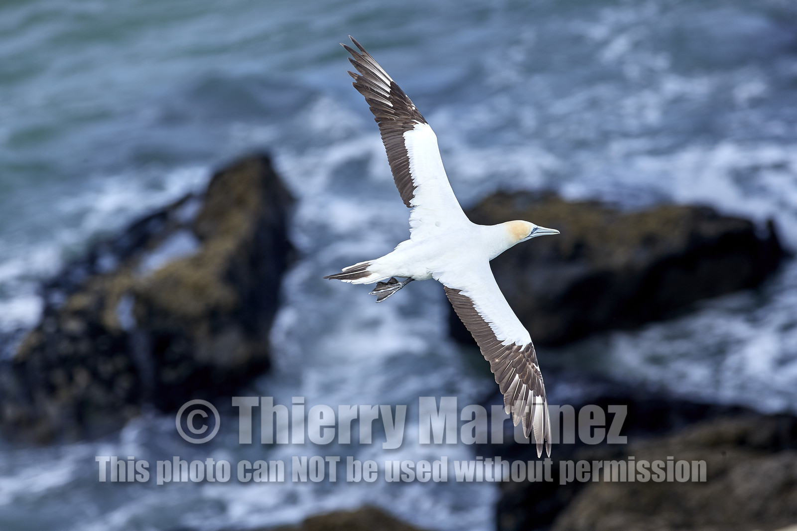18_029445  ©ThMartinez Sea&Co.  MURIWAI BEACH - NORTH ISLAND. NEW ZEALAND . 11 March  2018. .Gannet ..