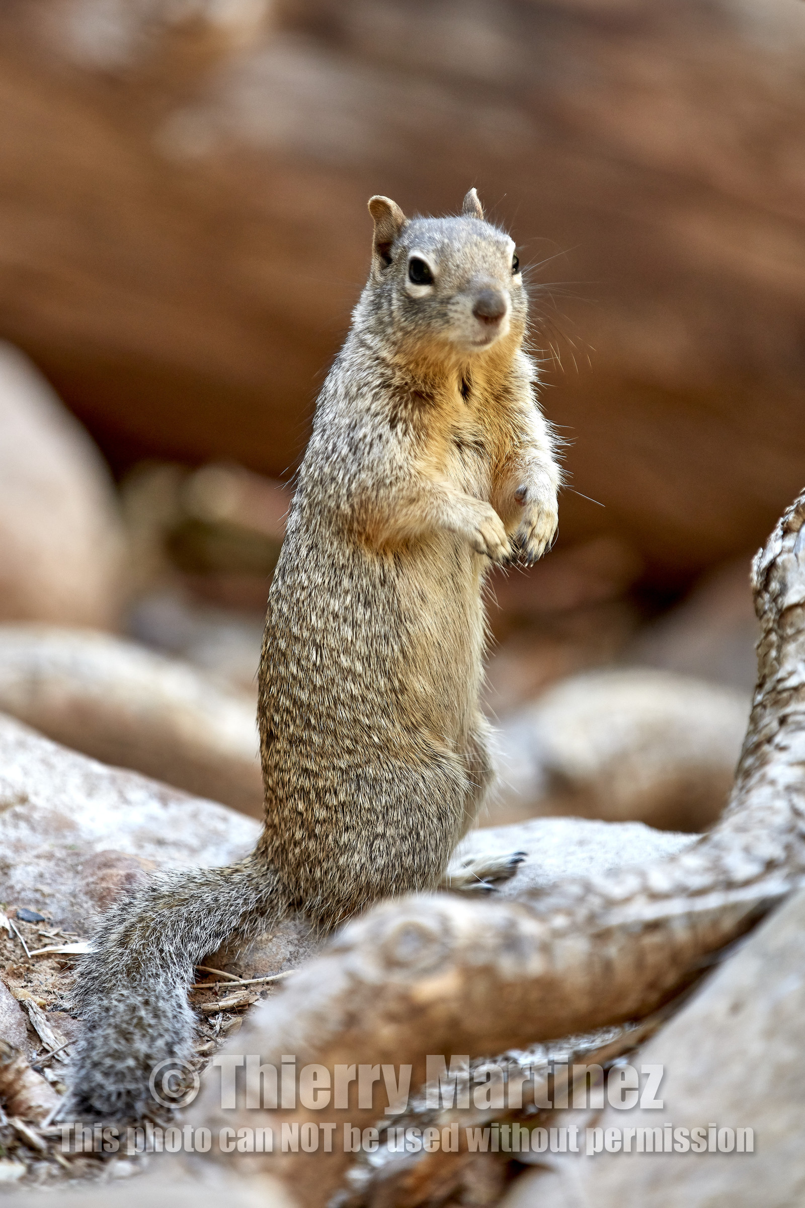 THM-18_052424-ZION Canyon