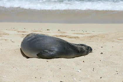13_23451 Hawaiian Monk Seal