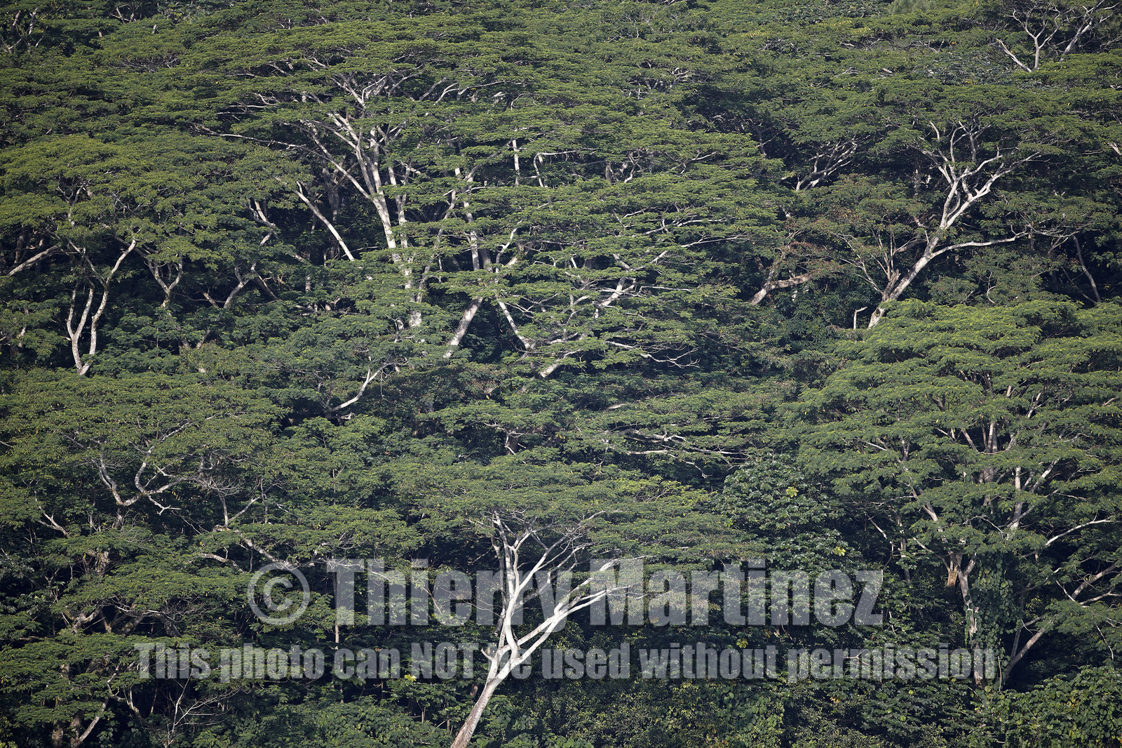 15_025265  ©ThMartinez Sea&Co.  RAIATEA - ILES SOUS LE VENT. POLYNESIE FRANCAISE .  2 Février 2015. ..