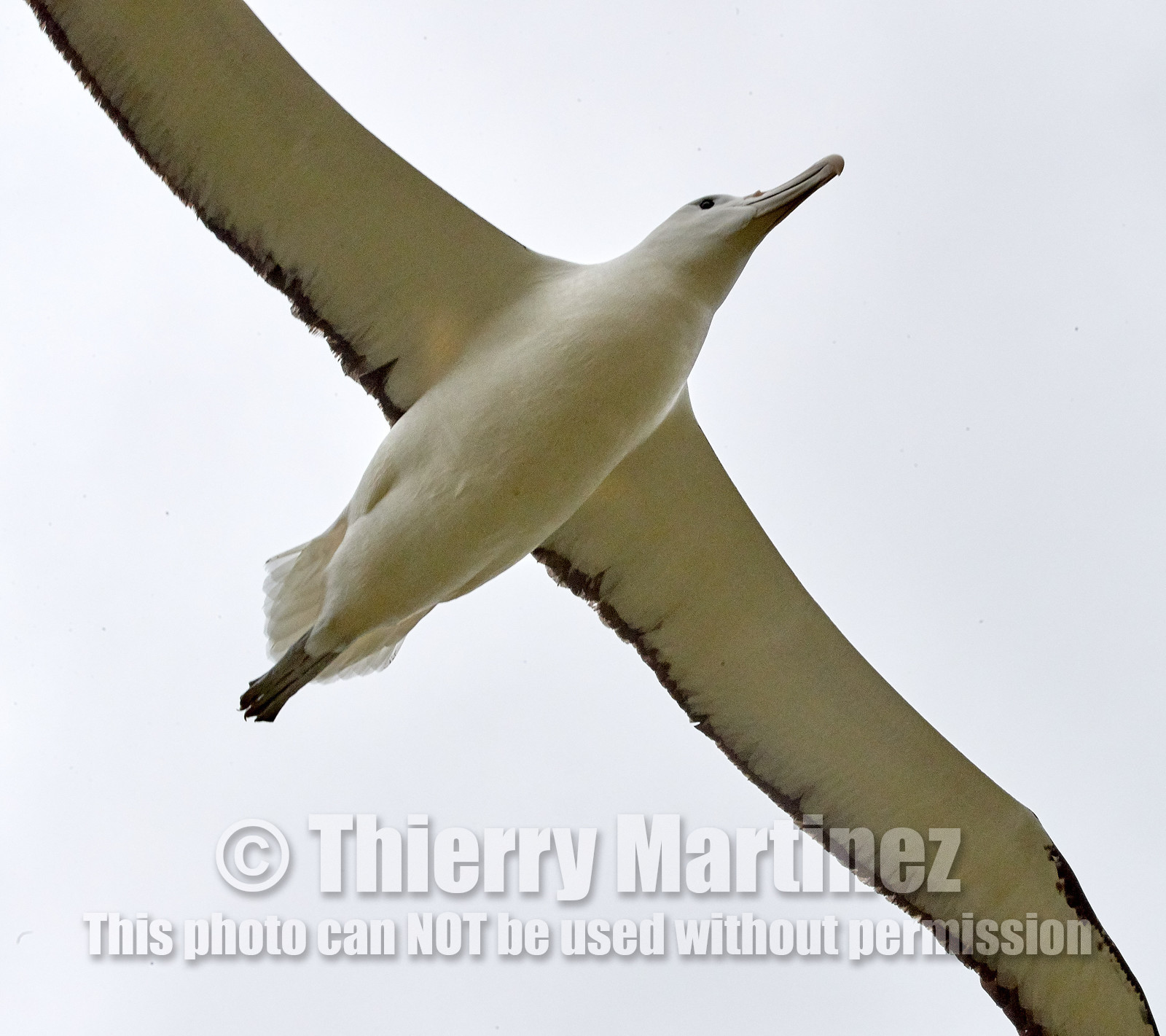 18_026526-Royal Alabtros