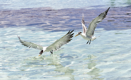 THM-18_040874_FAKARAVA