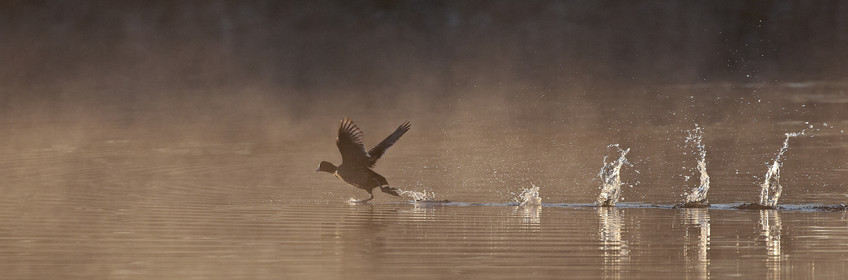 14_02599-Marais Breneguy