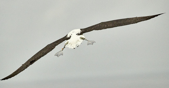 18_026284-Royal Alabtros