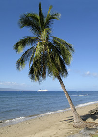 Diving in Maui HAWAII - USA . Jan 2007.