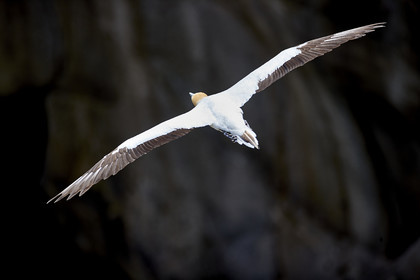 18_030183  ©ThMartinez Sea&Co.  MURIWAI BEACH - NORTH ISLAND. NEW ZEALAND . 11 March  2018. .Gannet ..