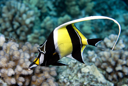 Diving in Maui HAWAII - USA . Jan 2007.