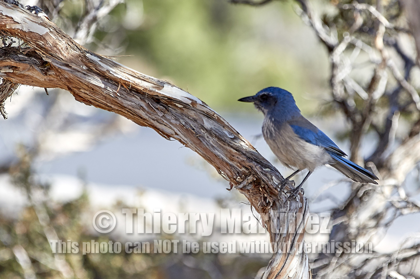 THM-18_057575-GRAND CANYON