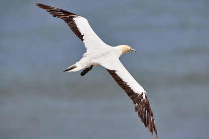 18_029652  ©ThMartinez Sea&Co.  MURIWAI BEACH - NORTH ISLAND. NEW ZEALAND . 11 March  2018. .Gannet ..