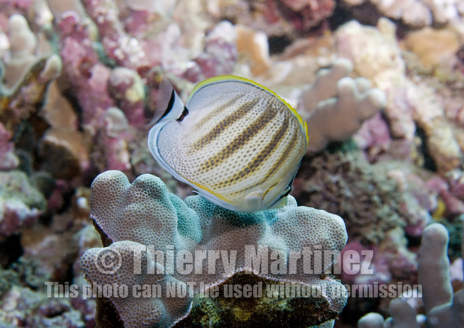 Diving in Maui HAWAII - USA . Jan 2007.
