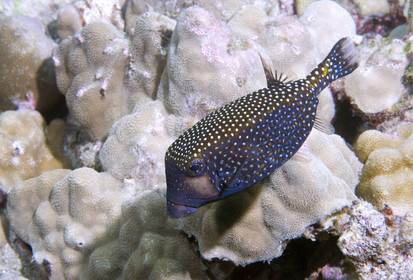 Diving in Maui HAWAII - USA . Jan 2007.
