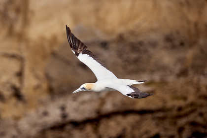 18_029073  ©ThMartinez Sea&Co.  MURIWAI BEACH - NORTH ISLAND. NEW ZEALAND . 11 March  2018. .Gannet ..