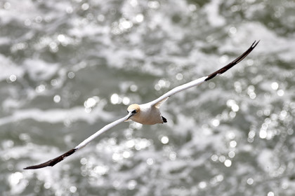 18_030434  ©ThMartinez Sea&Co.  MURIWAI BEACH - NORTH ISLAND. NEW ZEALAND . 11 March  2018. .Gannet ..