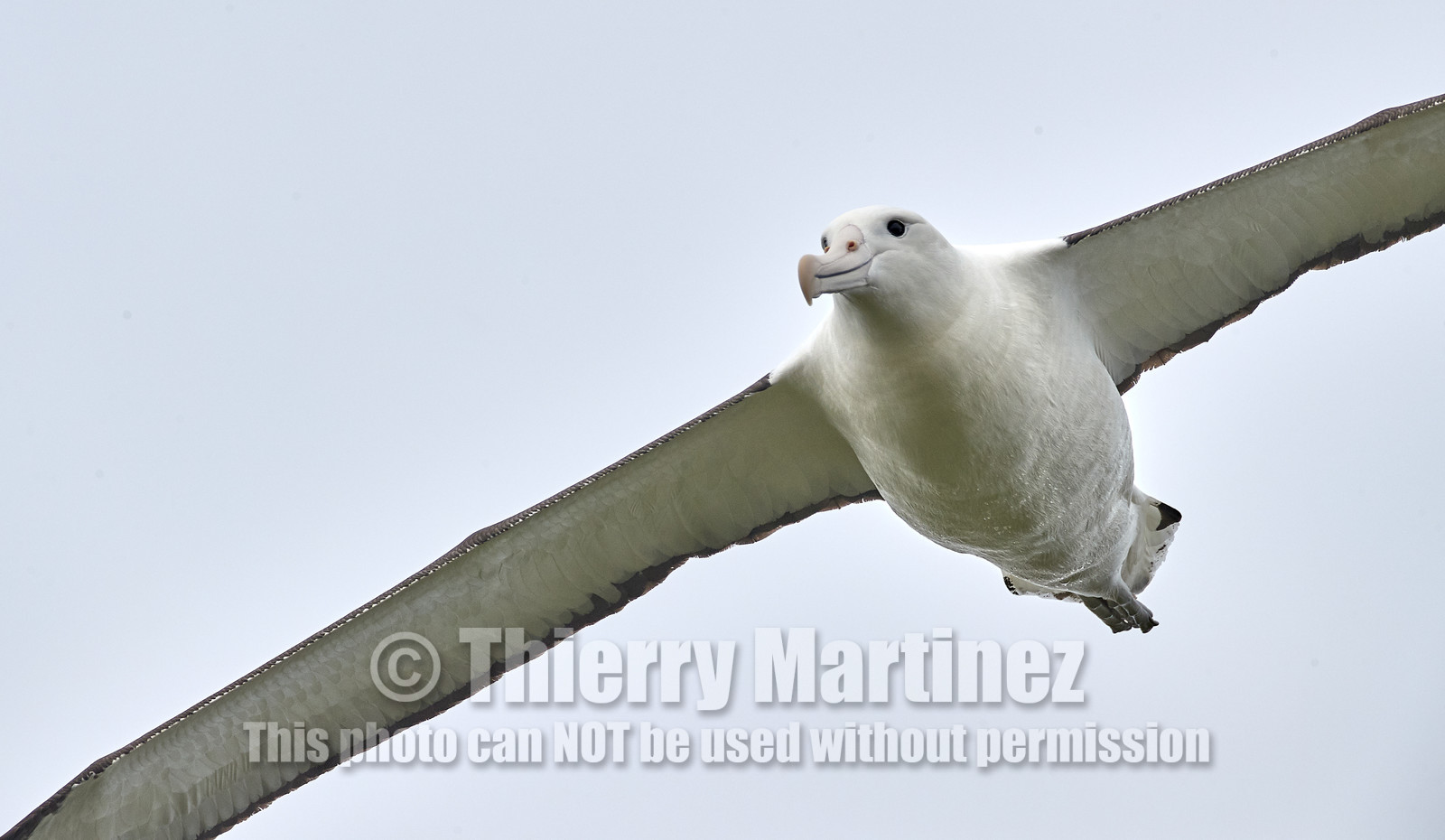 18_025221-Royal Alabtros