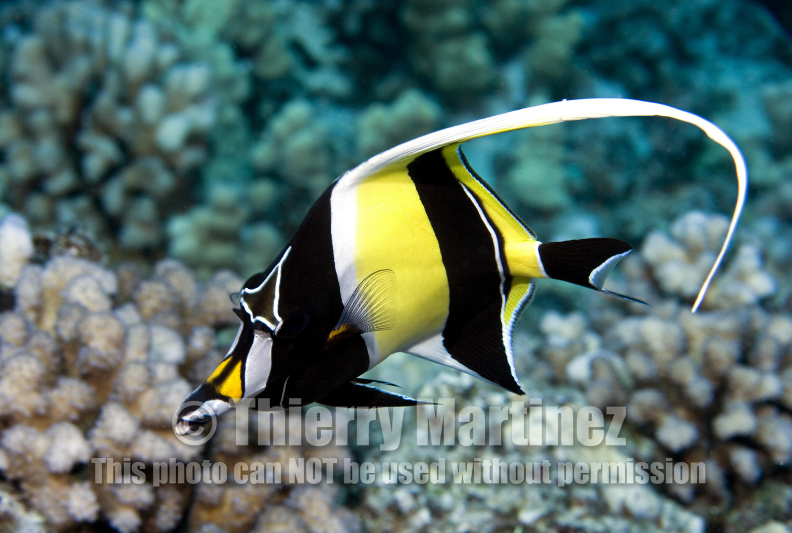 Diving in Maui HAWAII - USA . Jan 2007.