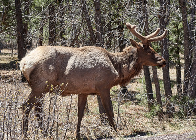 THM-18_058083-GRAND CANYON