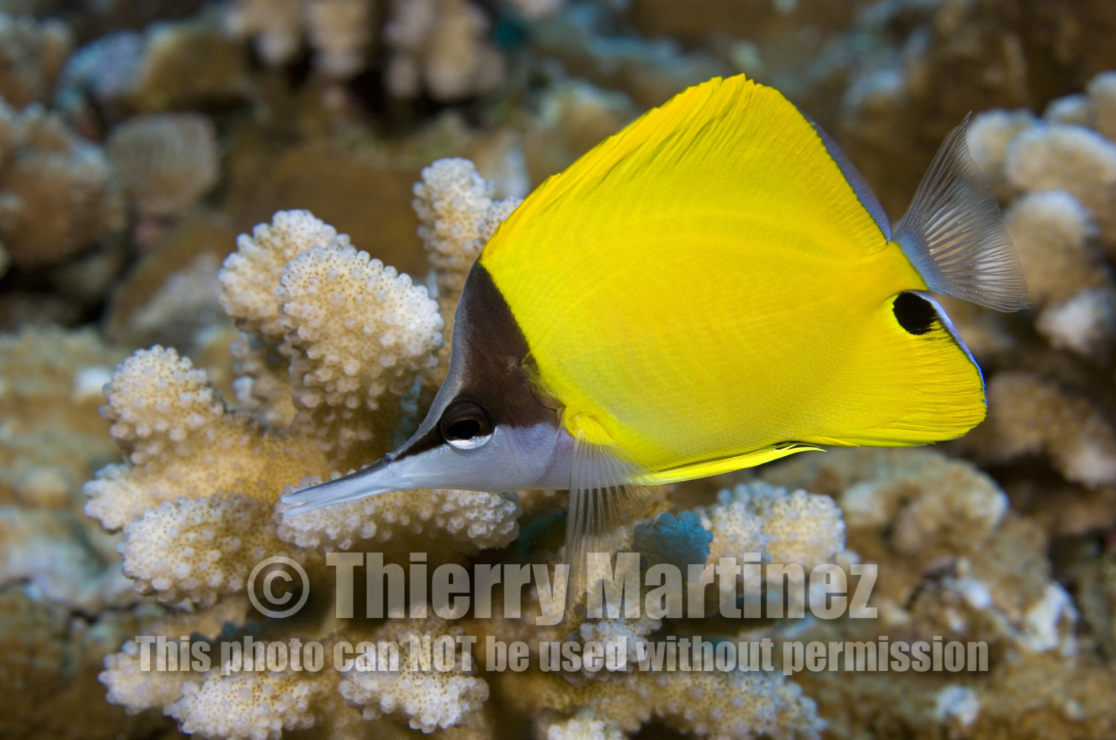 Diving in Maui HAWAII -USA . Jan 2007.