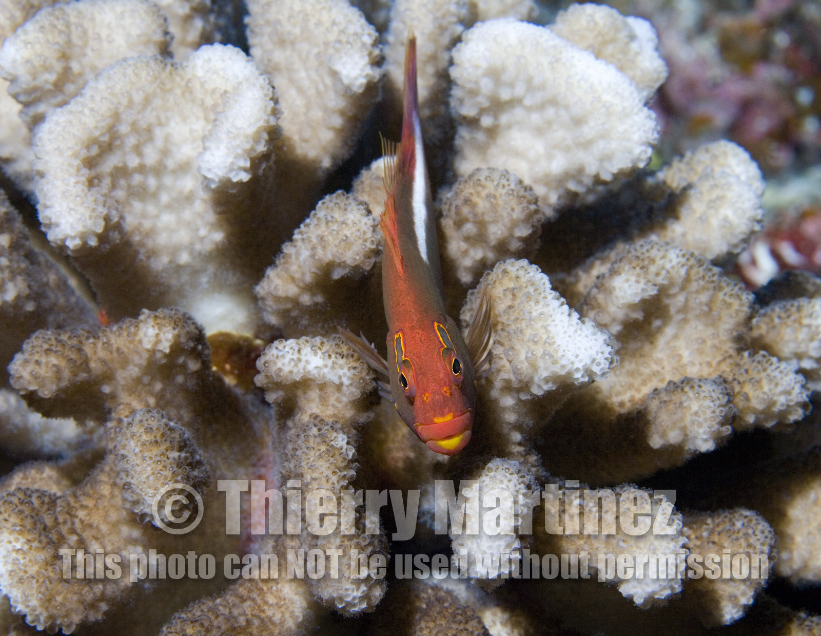 Diving in Maui HAWAII - USA . Jan 2007.