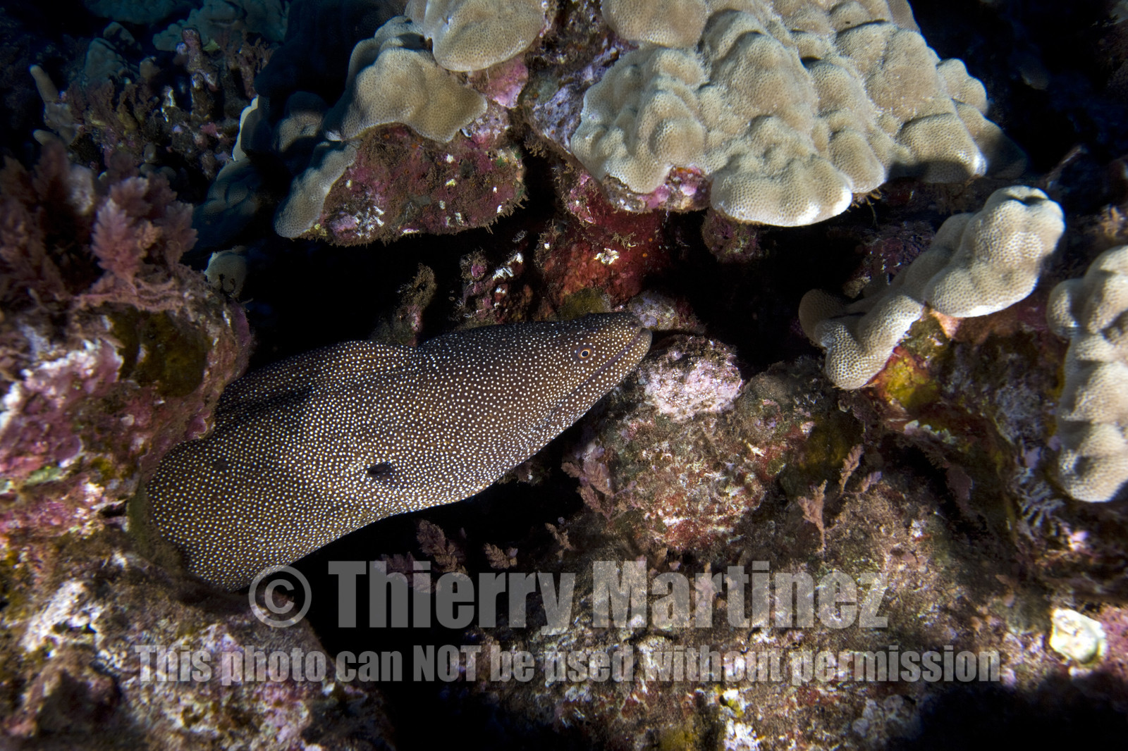 Diving in Lanai- Hawaii.