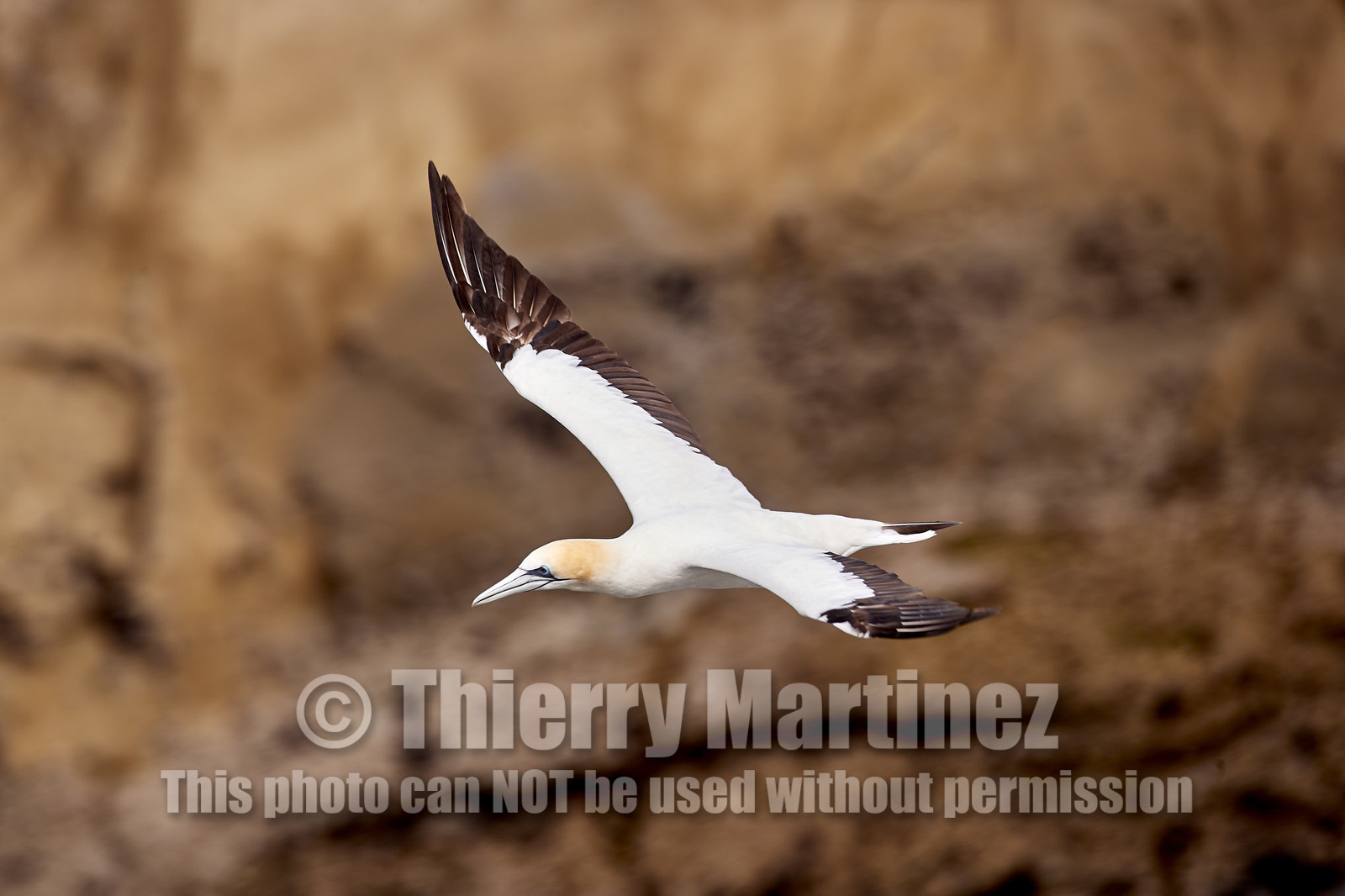 18_029073  ©ThMartinez Sea&Co.  MURIWAI BEACH - NORTH ISLAND. NEW ZEALAND . 11 March  2018. .Gannet ..