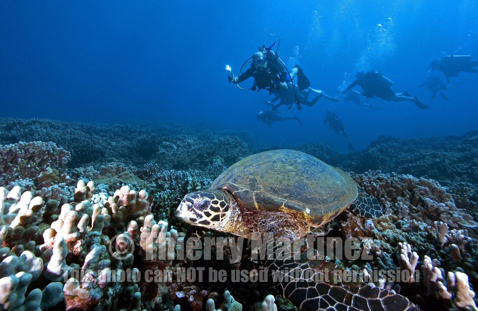 Diving in Maui HAWAII - USA . Jan 2007.