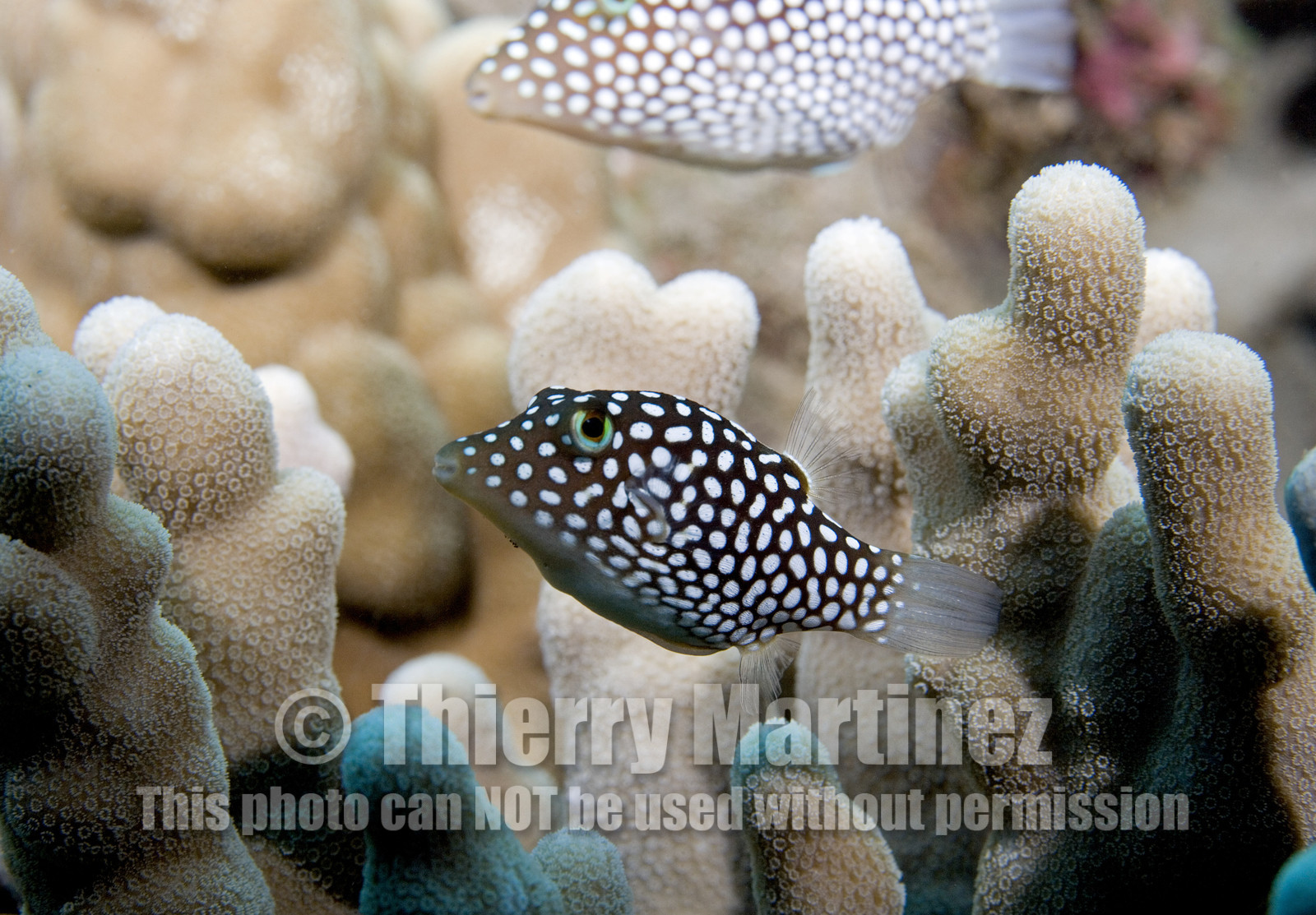 Diving in Maui HAWAII - USA . Jan 2007.