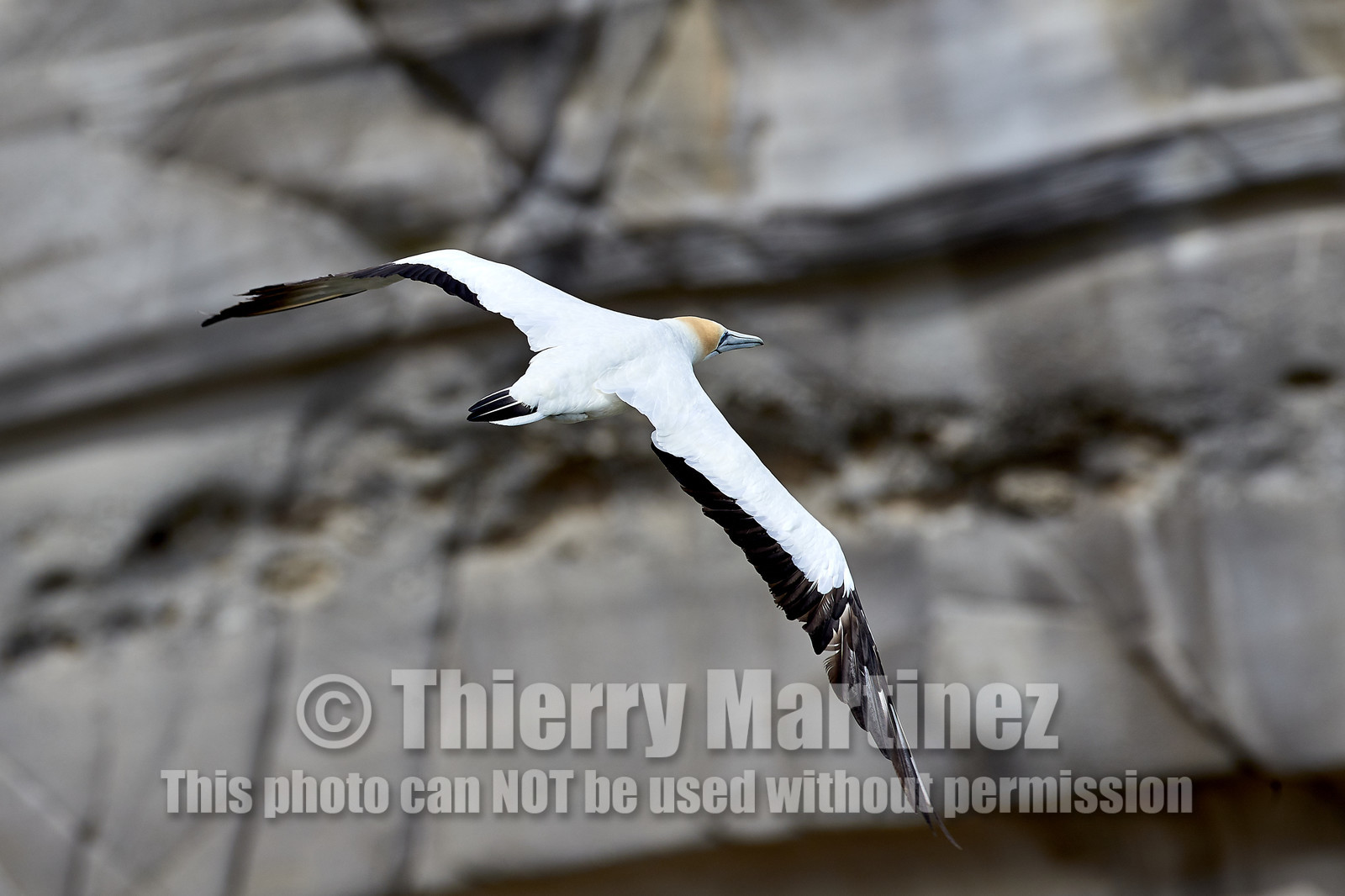 18_029159  ©ThMartinez Sea&Co.  MURIWAI BEACH - NORTH ISLAND. NEW ZEALAND . 11 March  2018. .Gannet ..