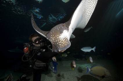 Diving in Maui HAWAII - USA . Jan 2007.