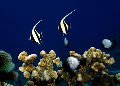 Diving in Maui HAWAII -USA . Jan 2007.