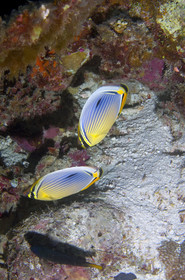 Diving In Maldives Feb March 2007.