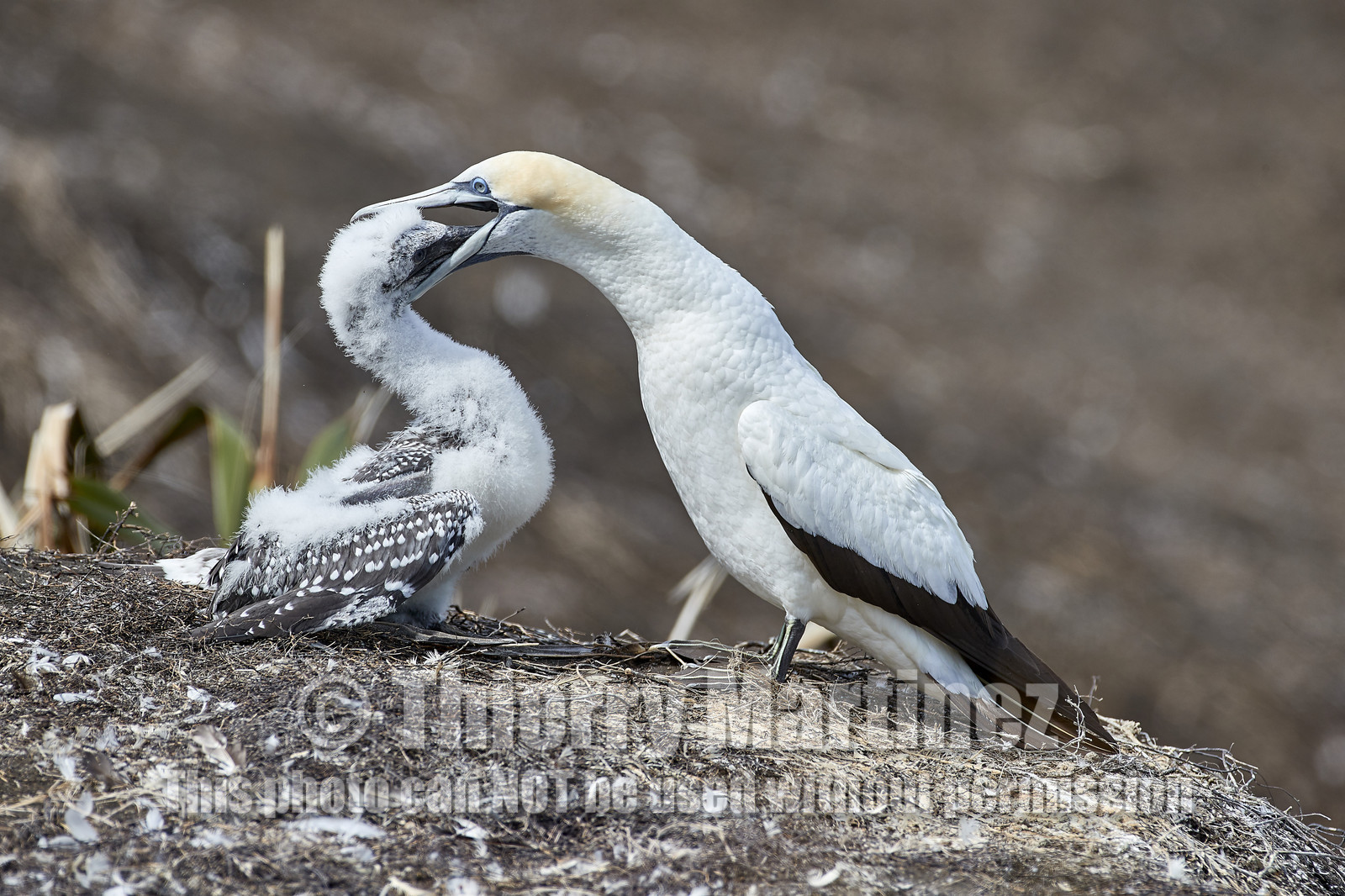 18_030056  ©ThMartinez Sea&Co.  MURIWAI BEACH - NORTH ISLAND. NEW ZEALAND . 11 March  2018. .Gannet ..