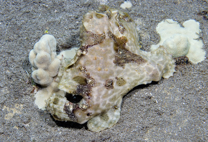 Diving in Maui HAWAII - USA . Jan 2007.