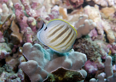 Diving in Maui HAWAII - USA . Jan 2007.