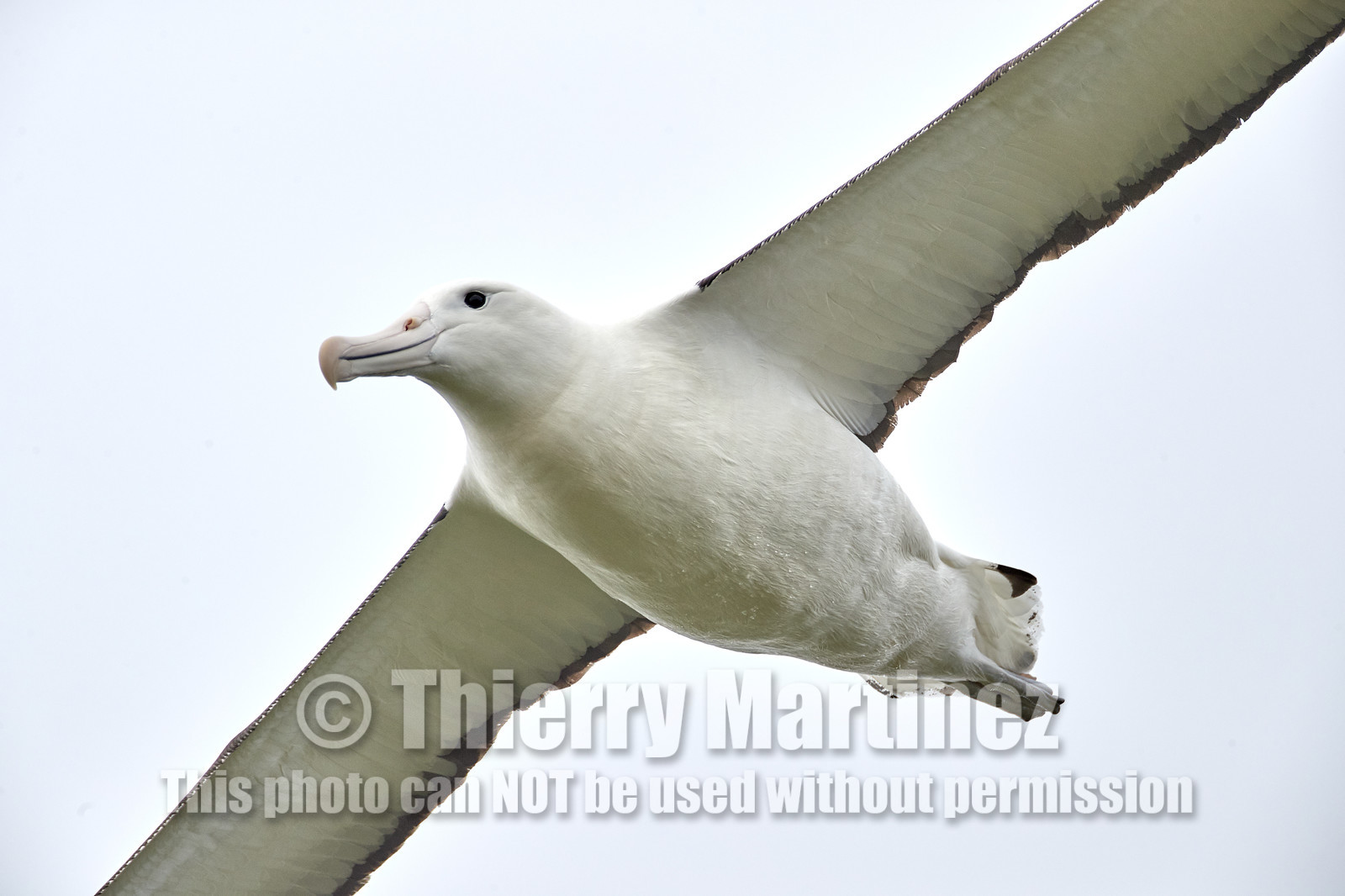 18_025227-Royal Alabtros