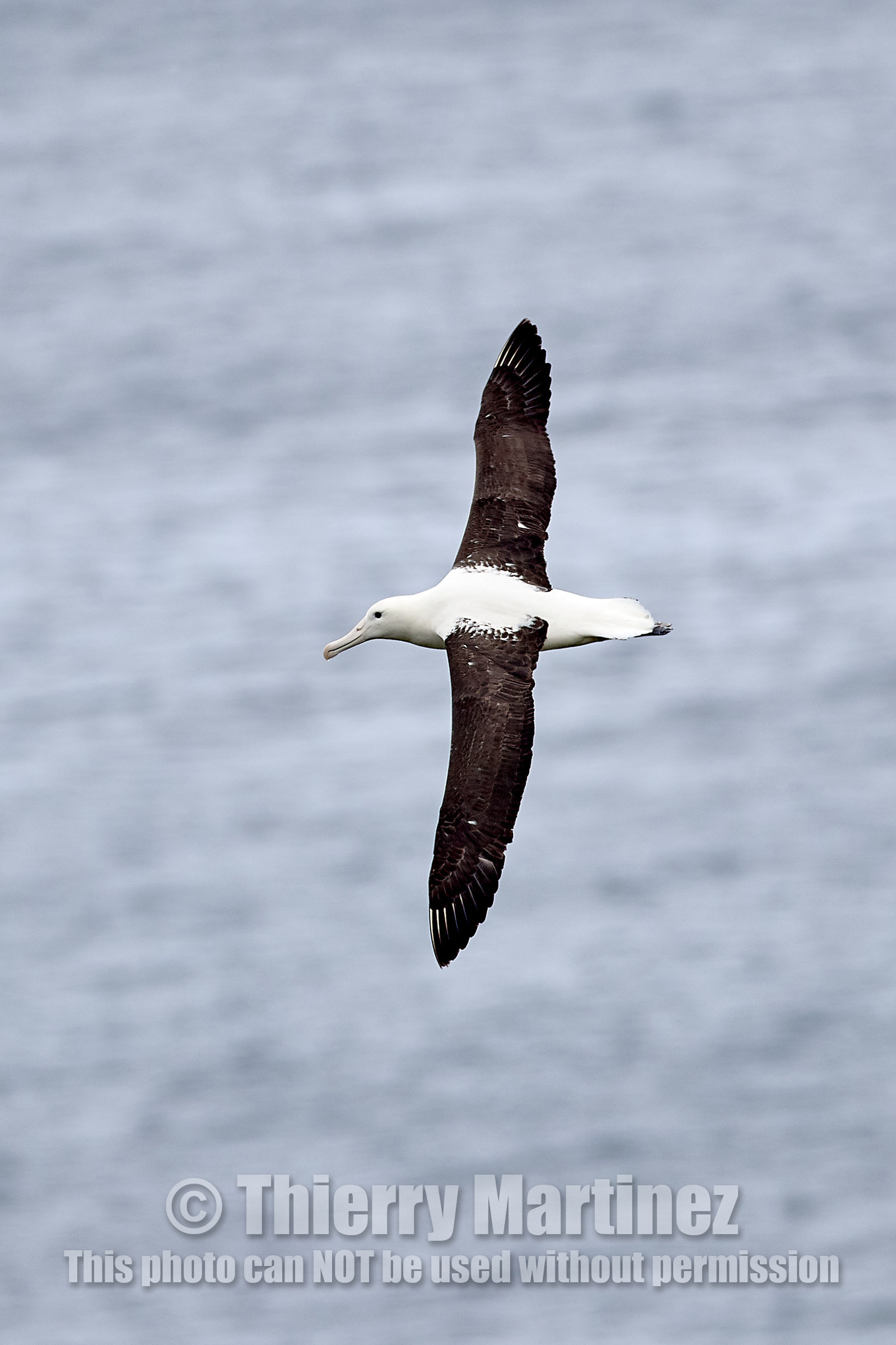 18_025293-Royal Alabtros