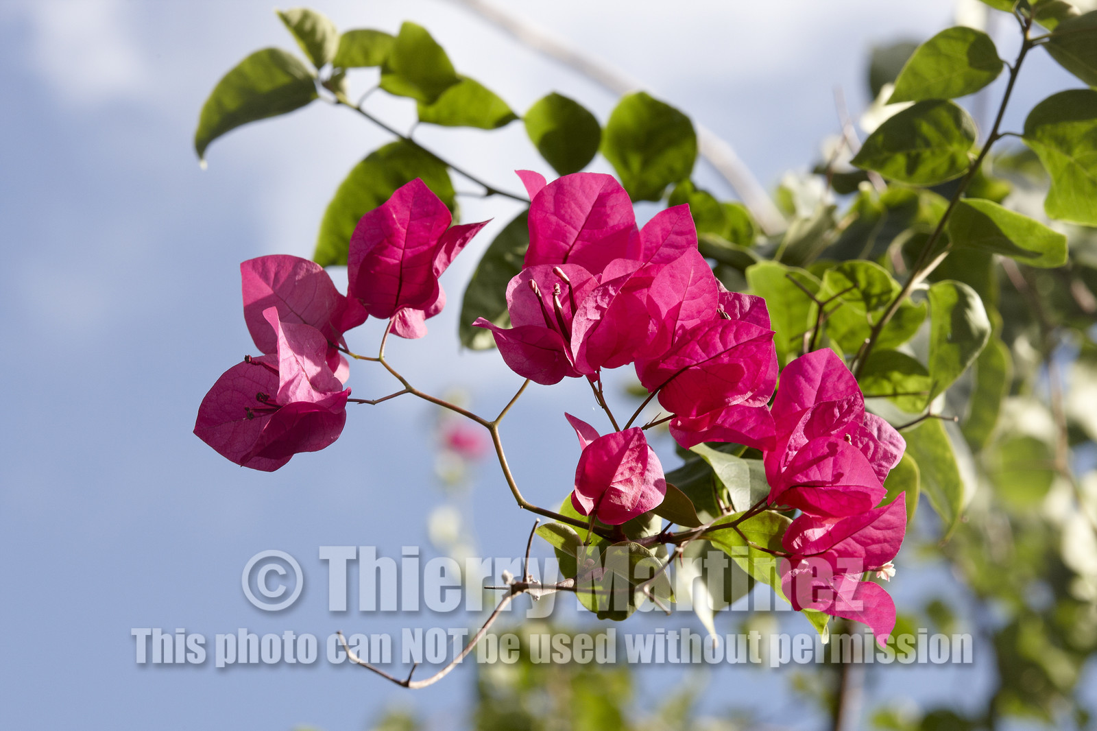 15_023432  ©ThMartinez Sea&Co.  HUAHINE - ILES SOUS LE VENT. POLYNESIE FRANCAISE . 31 January 2015. .Village de FARE.