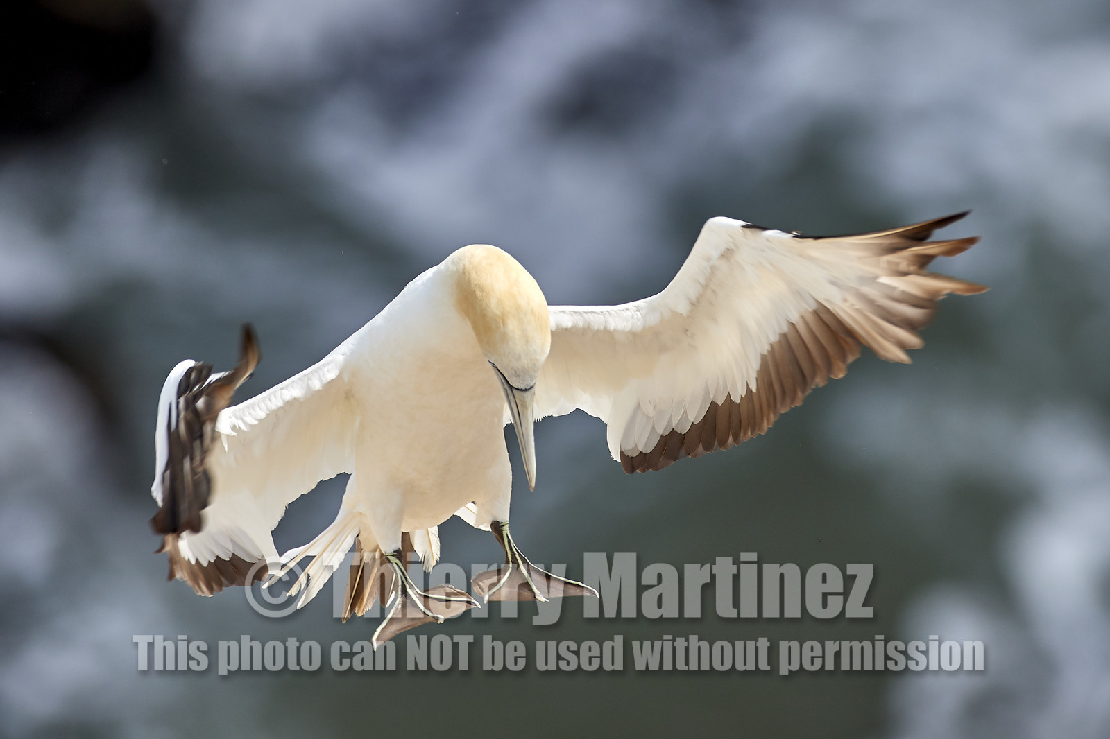 18_030401  ©ThMartinez Sea&Co.  MURIWAI BEACH - NORTH ISLAND. NEW ZEALAND . 11 March  2018. .Gannet ..