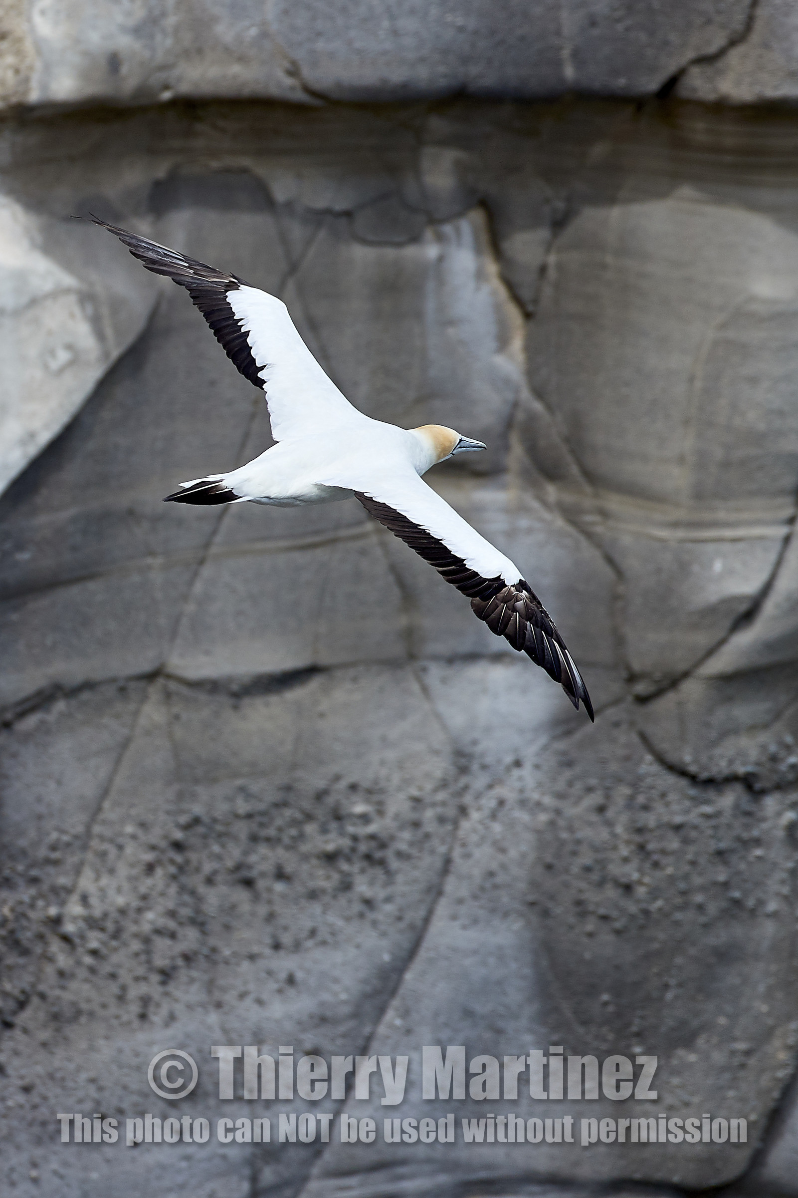 18_029055  ©ThMartinez Sea&Co.  MURIWAI BEACH - NORTH ISLAND. NEW ZEALAND . 11 March  2018. .Gannet ..