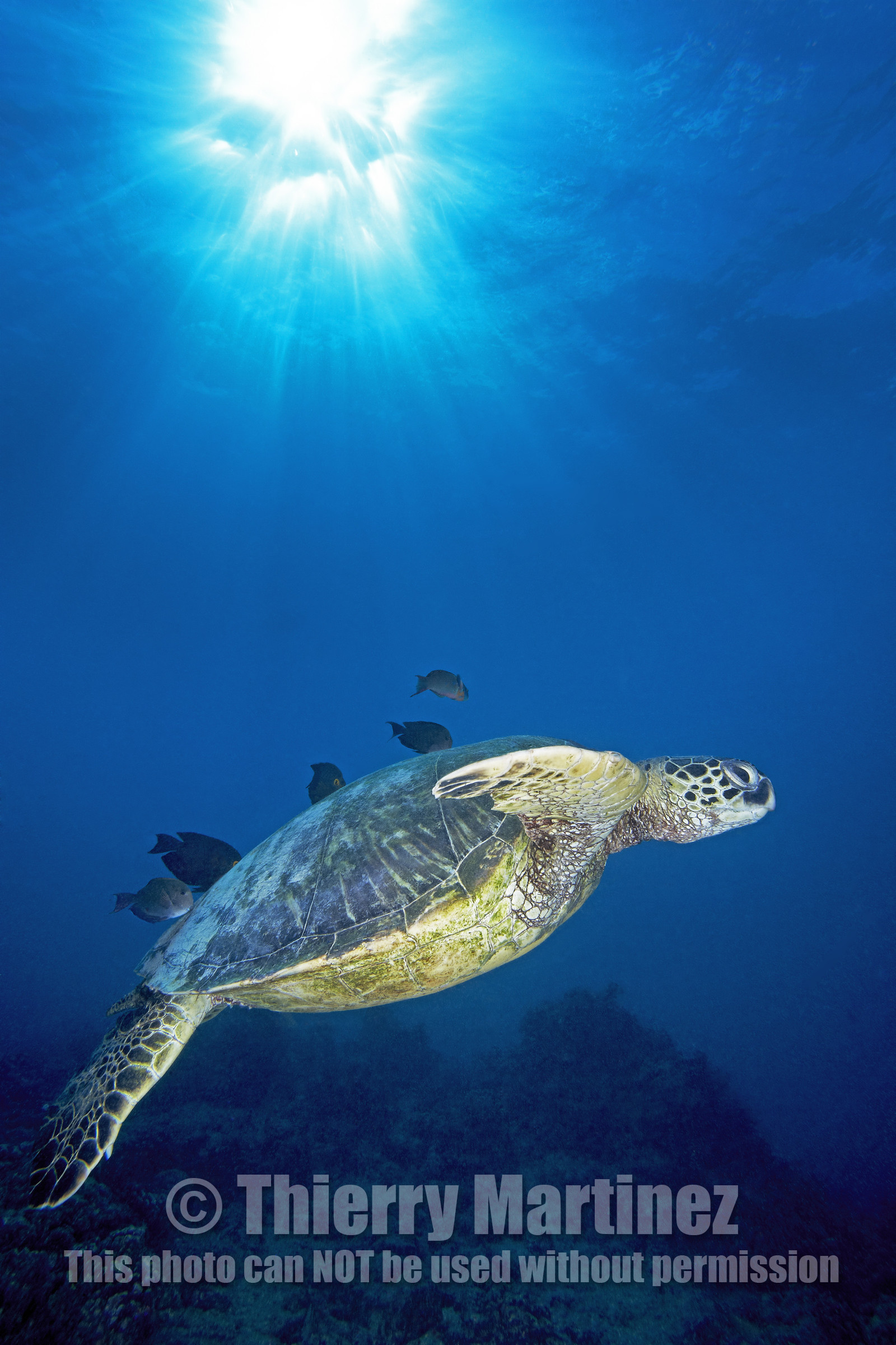 DIVING IN HAWAII - USA