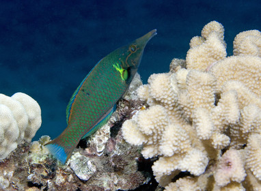 Diving in Maui HAWAII - USA . Jan 2007.