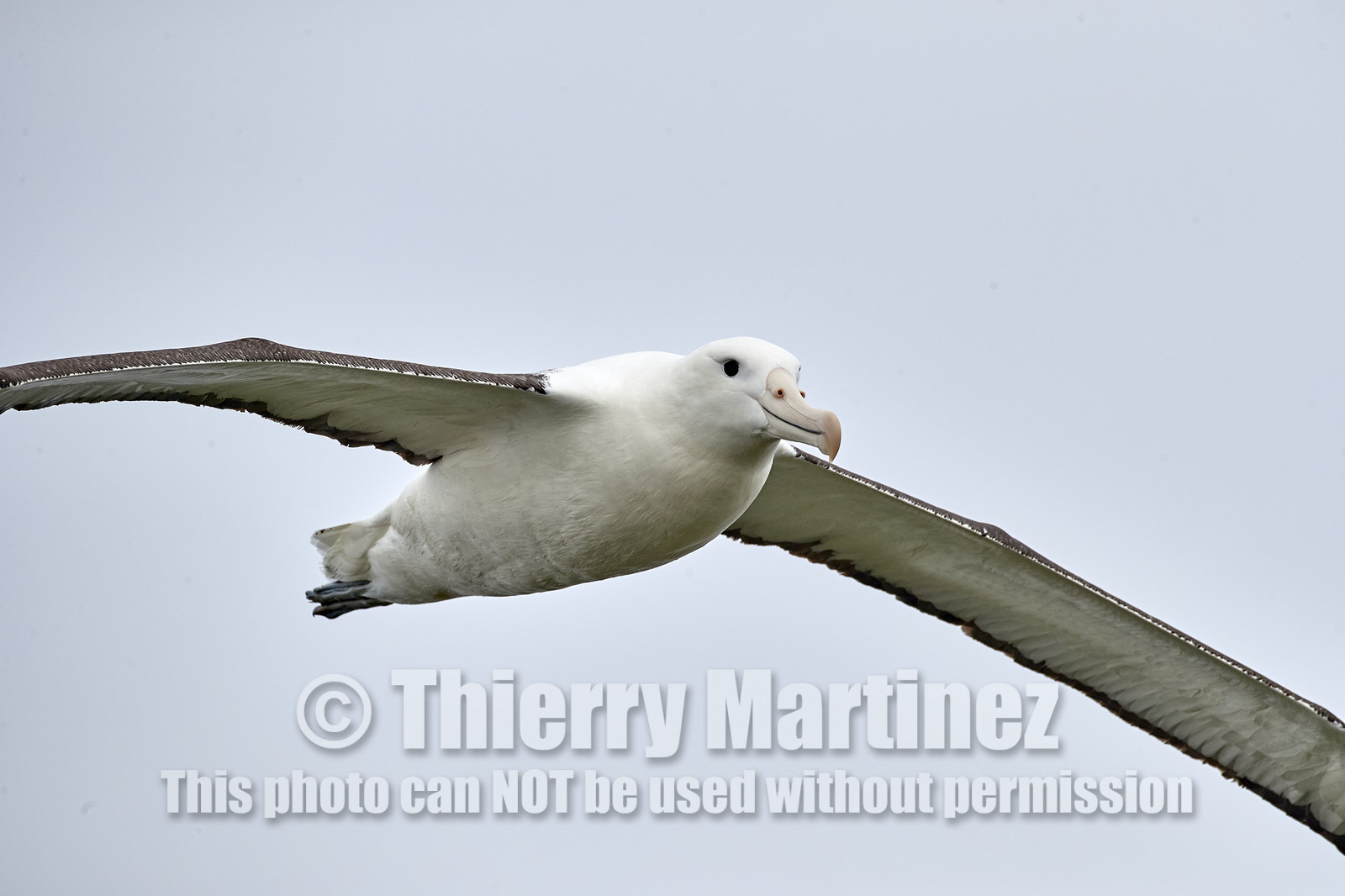 18_025531-Royal Alabtros