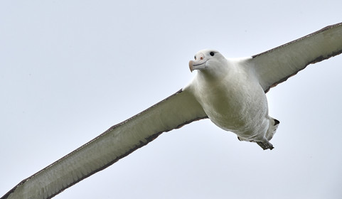 18_025221-Royal Alabtros