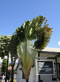 Diving in Maui HAWAII - USA . Jan 2007.