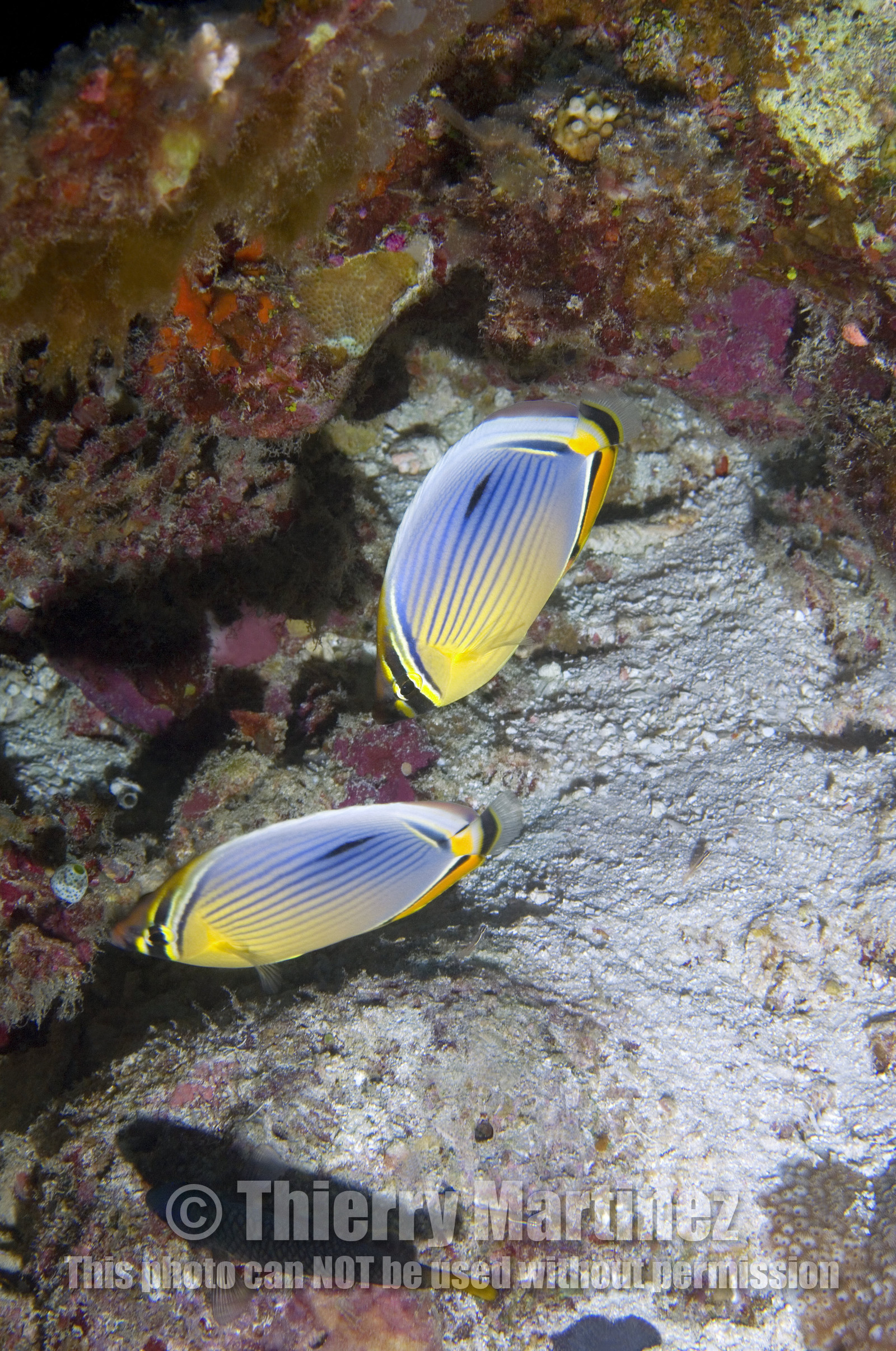 Diving In Maldives Feb March 2007.