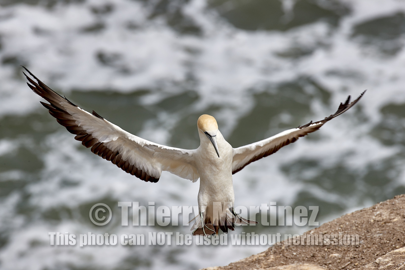 18_029163  ©ThMartinez Sea&Co.  MURIWAI BEACH - NORTH ISLAND. NEW ZEALAND . 11 March  2018. .Gannet ..