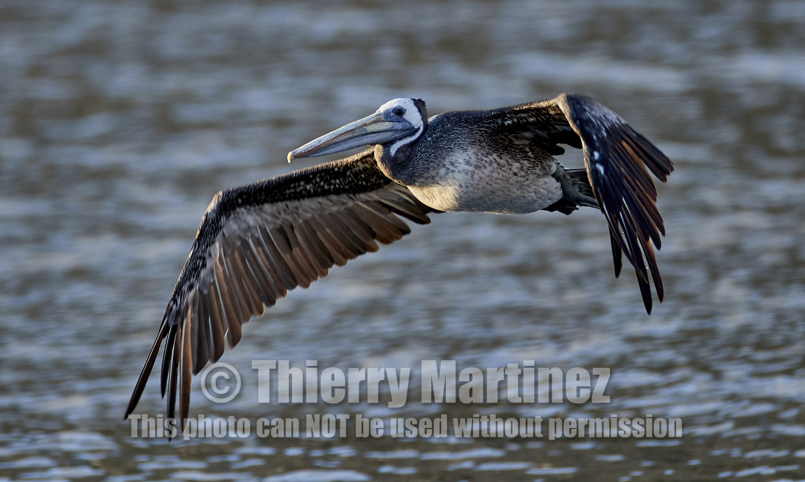 THM-18_043438_ZAPALLAR